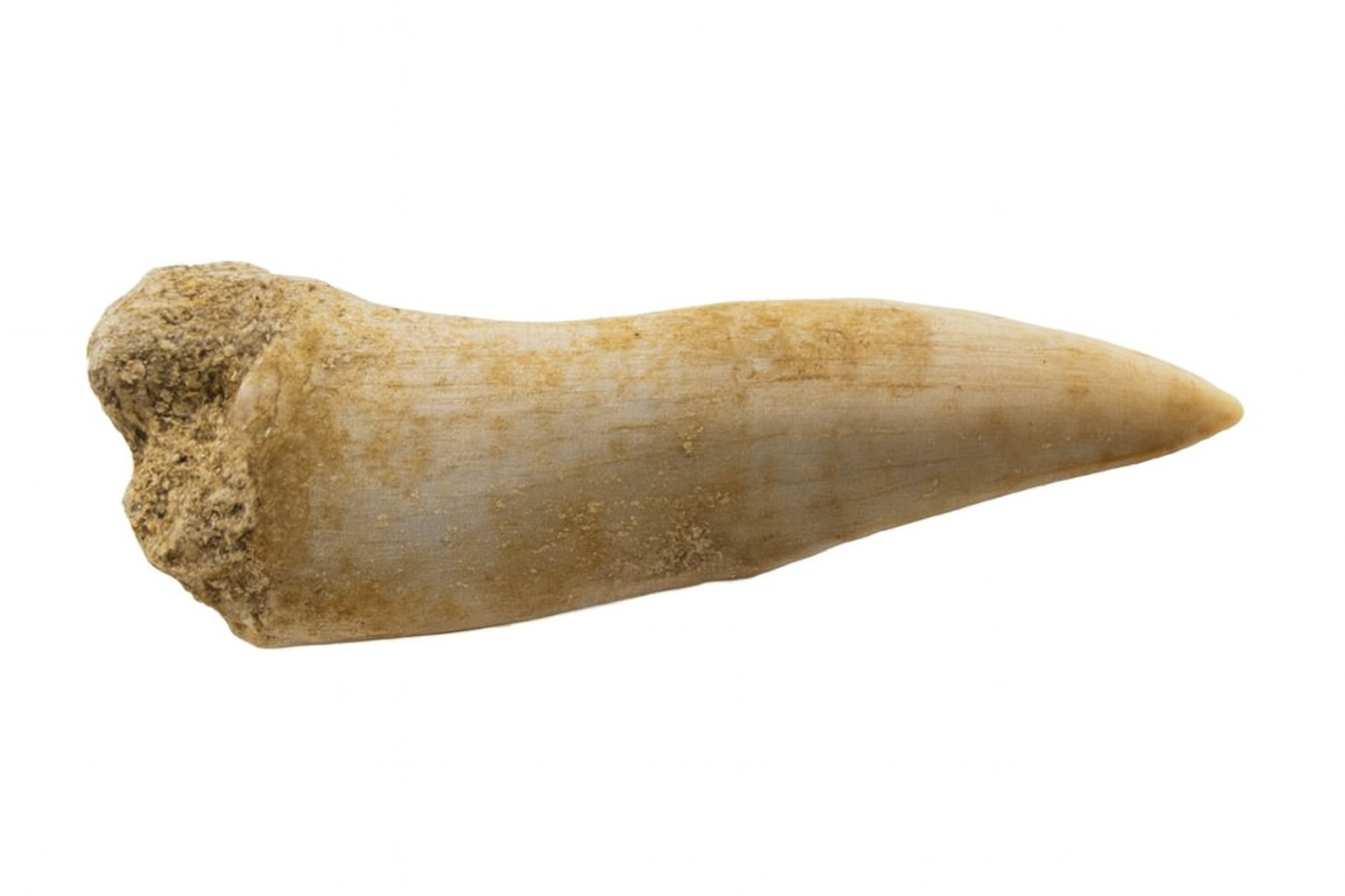 Other Teeth